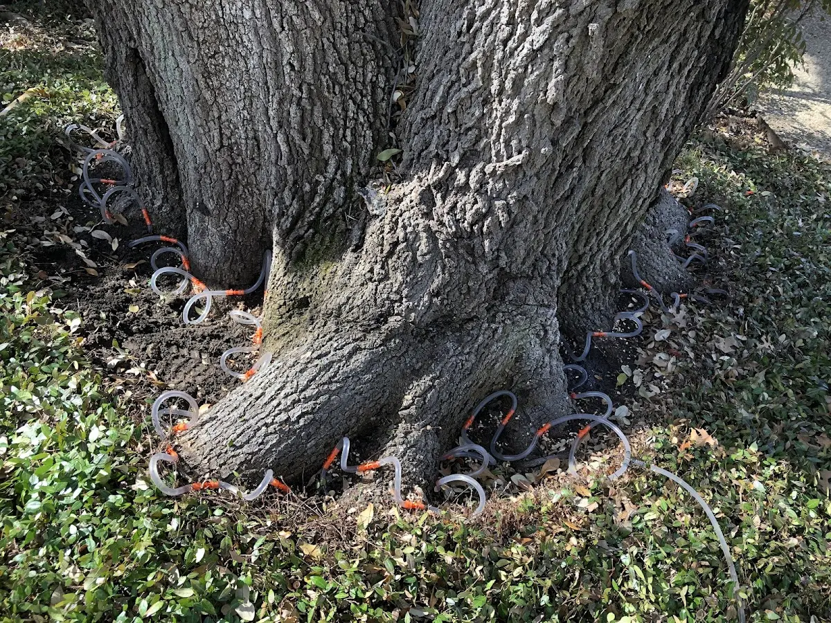Detailed Tree Cabling and Bracing job site in Hackberry