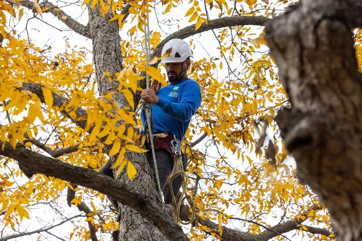 Skilled Tree Transplanting crew working in Hackberry